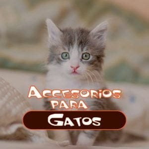 Lee más sobre el artículo Accesorios para gatos