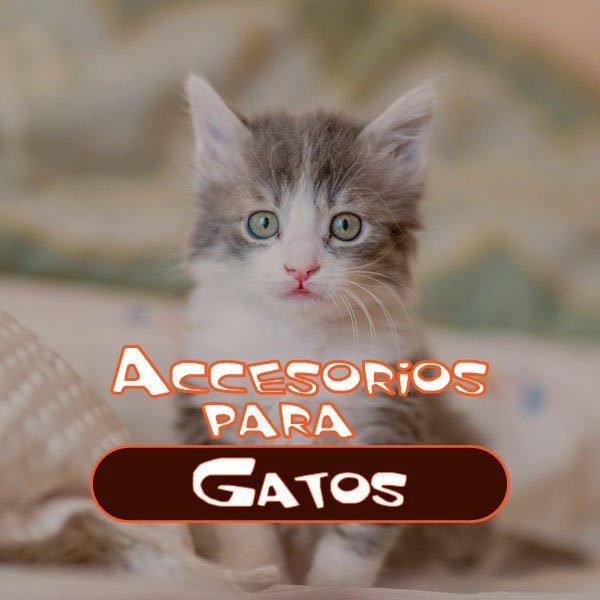 accesorios-para-gatos-cover-3ç